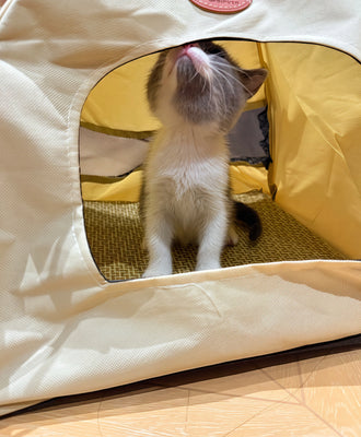 Perfect Cozy Hideaway for My Kitten