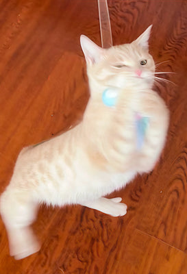 Durable & Fun—My Cat Can’t Get Enough