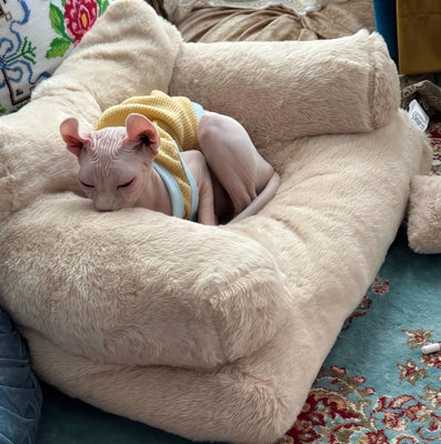Finally a Cat Bed That’s Cute *and* Comfy!