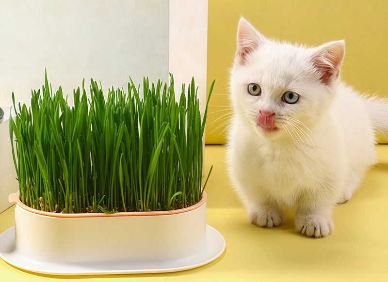 Turns out growing cat grass is this easy!