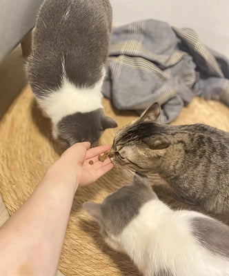 Round Design Fits Perfectly—And My Cat Obsesses Over It!