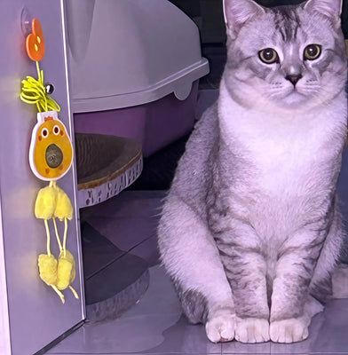 Cute, Durable, and Cat-Approved!