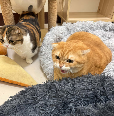Finally, a Bed Whiskers Actually Uses!