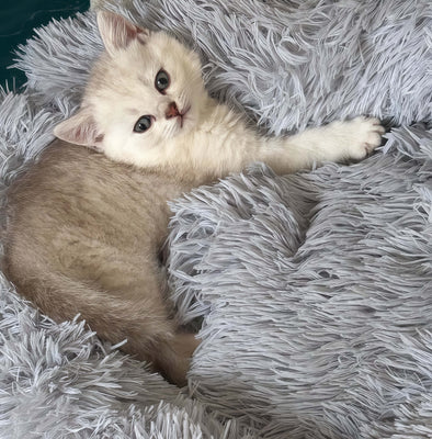 My Cat’s New Favorite Cloud Spot!