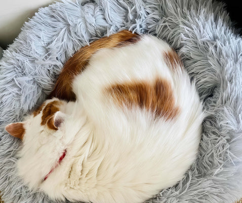 Fluffy Comfort for My Big Chonker!