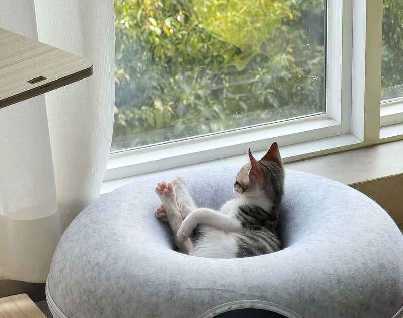 Cat Bed Can Actually Turn Into a Tunnel!
