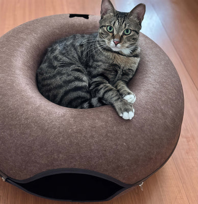 My Cat Can’t Get Enough of This Donut Bed!