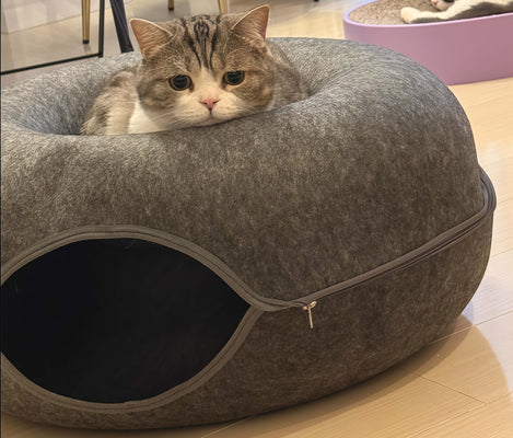 Dual-Purpose Win for My Fussy Cat!