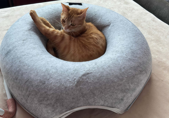 My Cat’s Go-To Nap & Play Spot!