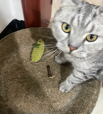 Cute, Fun, and Cat-Tested!