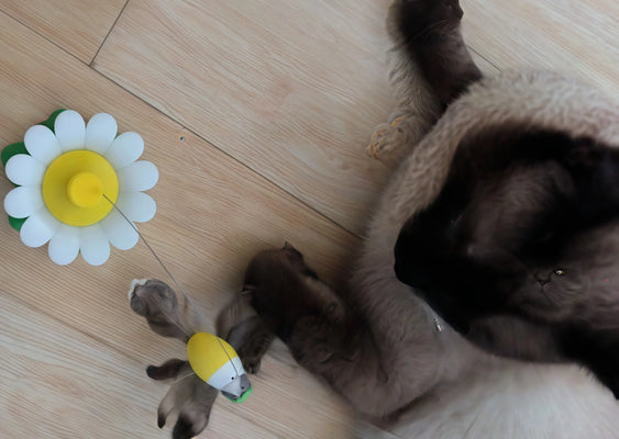Got My Lazy Cat Up and Playing!