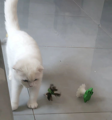 Cat Can’t Get Enough of This Toy!