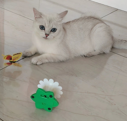 Buzzing Bird Keeps My Cat Entertained for Hours!