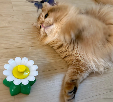 Best Interactive Cat Toy Ever!