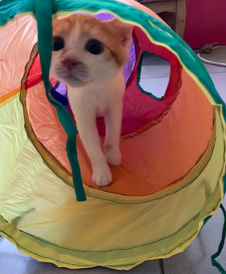 Keeps My Cat Active (and Me Laughing!)