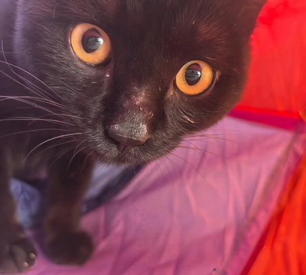 My Shy Kitten Found Her Confidence Here