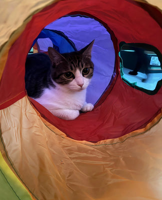 Two Cats, One Tunnel—No Fights (Miracle!)