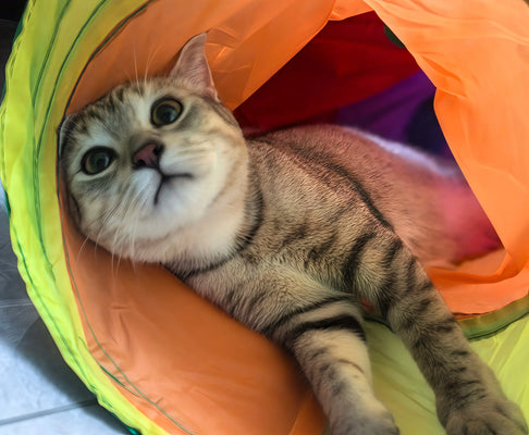 Rainbow Tunnel = Cat Heaven!