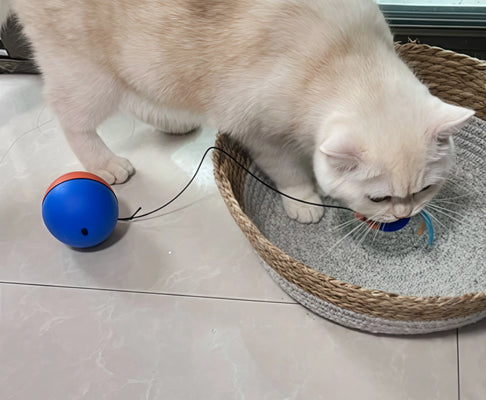 My Cat’s New Obsession—Can’t Put It Down!