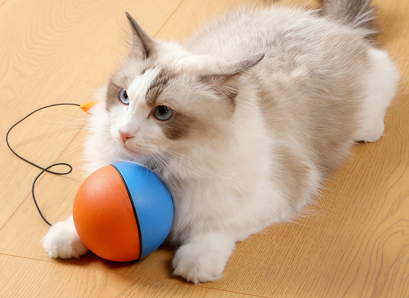Whoa! This Ball Unleashes Your Cat’s Hunting Instinct!