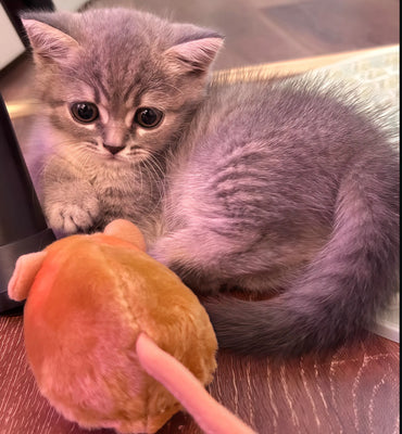 Finally a Toy That Keeps My Kitten Active!