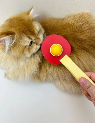 My Cat Begs for This Brush!