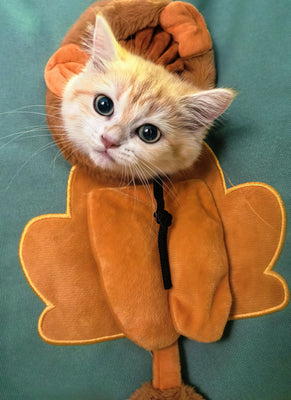 Cutest Bag Ever—My Cat Approves!