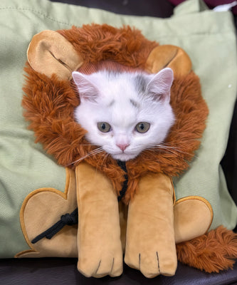 Fun & Practical Tote for Cat Lovers!