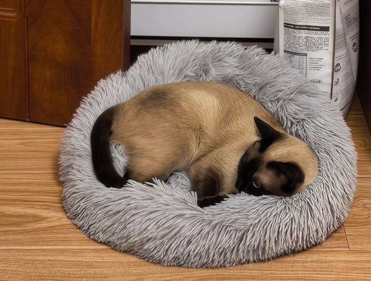 Soft, Secure, and My Cat’s New Favorite Spot!