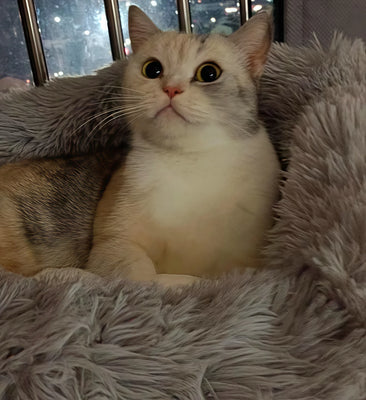 My Maine Coon Is Obsessed With This Seashell Bed!