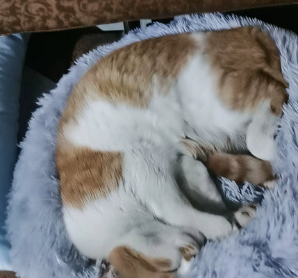 Anti-Slip & Warm—Best Pet Bed I’ve Bought!