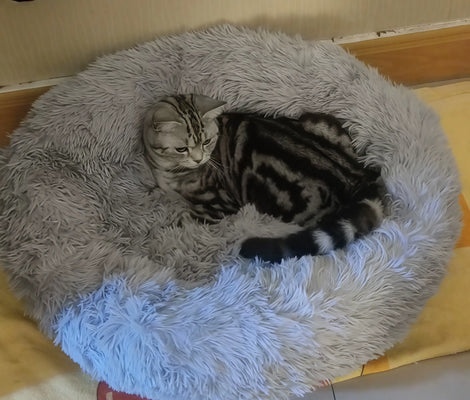 Finally a Bed My Cat Actually Uses!