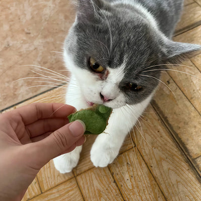 Fun, Nutritious Treats My Kitten Obsesses Over