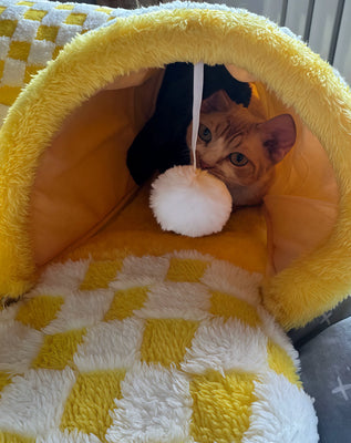 Perfect Mix of Play and Rest!