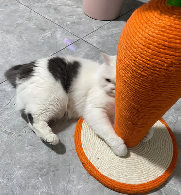 Carrot Scratcher Saved My Sofa!