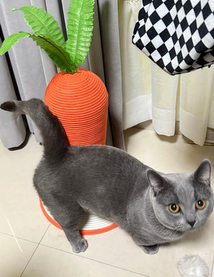 Two Cats, One Favorite Carrot Post!