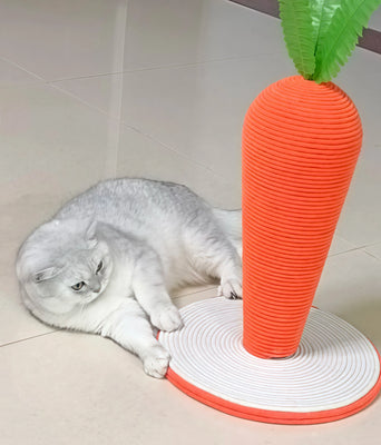 My Cat’s New Favorite Toy (and Scratcher!)