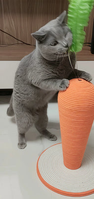 Adorable & Practical for My Kitten!