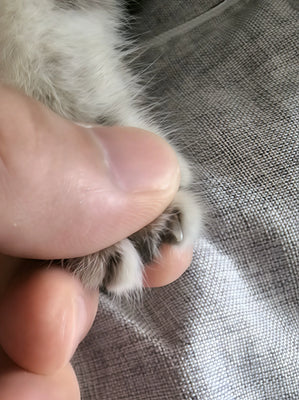 Game-Changer for Cat Nail Trims!