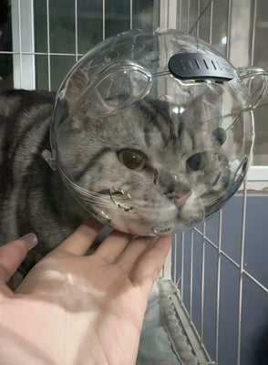 Cutest Muzzle Ever—My Cat Looks Like a Tiny Astronaut!