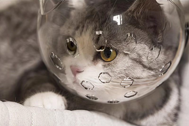 Wow! Cats Look So Cute and Safe in This!