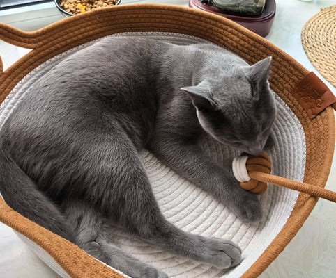 Our Cat’s New Favorite Spot!