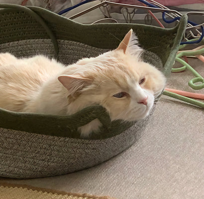 Cozy Nest = Happy Cat (and Happy Owner!)