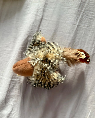Our Cat Sleeps With This Bird!