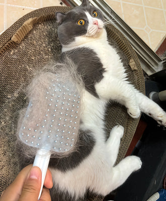 My Cat Actually Loves Being Brushed Now!