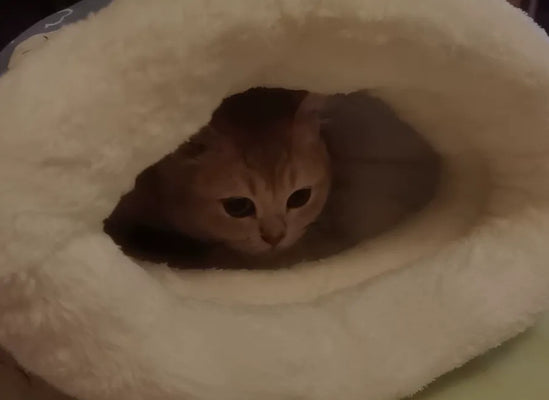 Perfect Warm Spot for My Kitty
