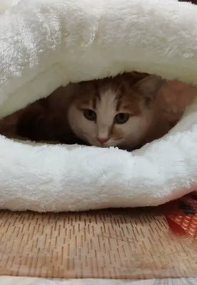 Best Sleep Solution for My Fussy Cat
