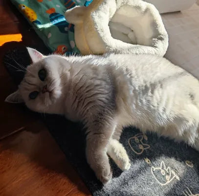 Soft & Cute—My Cat’s New Favorite Spot!