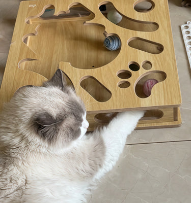 Cute & Perfect for My Curious Cat!