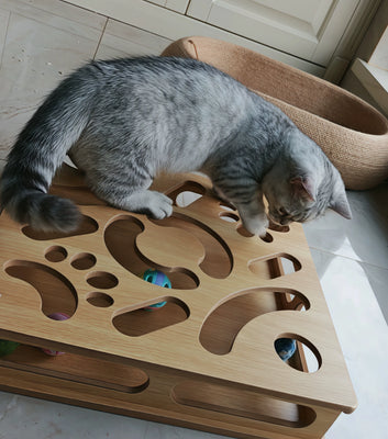 Best Cat Toy Ever—My Kitten Can’t Stop Playing!